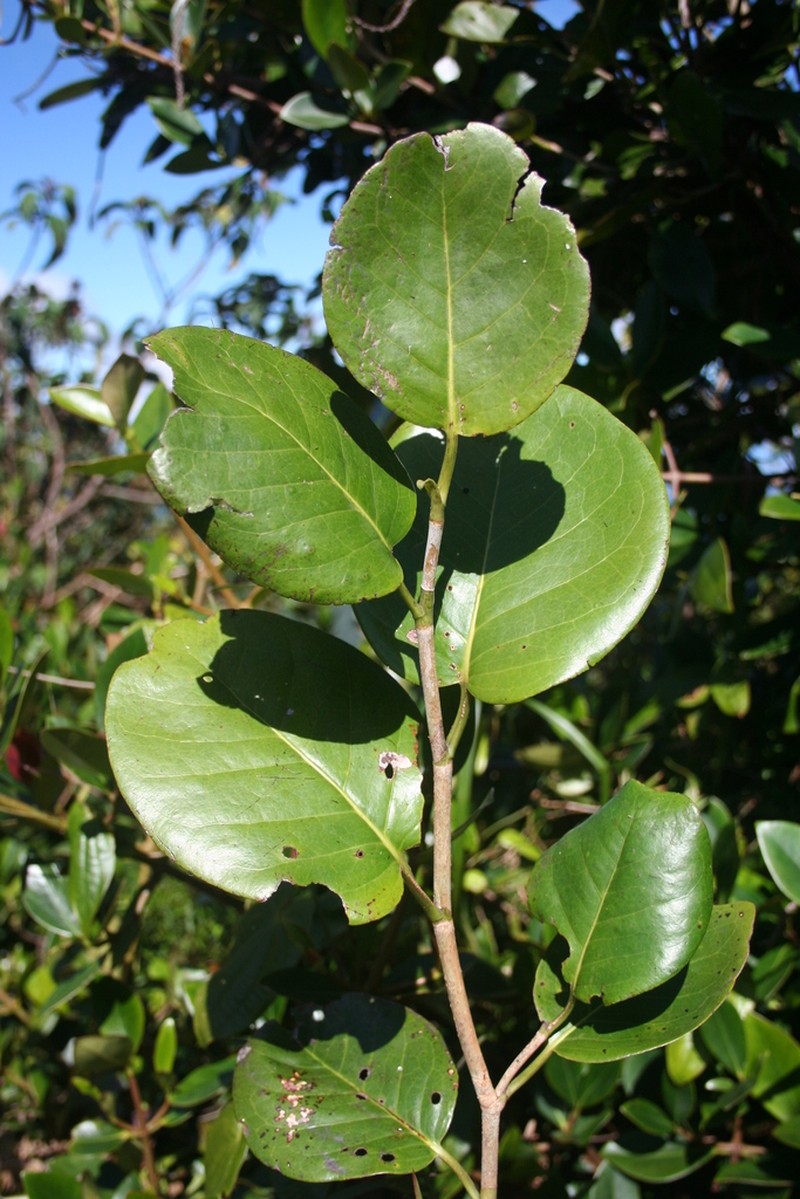 Swartz's Pigeonplum photo 3