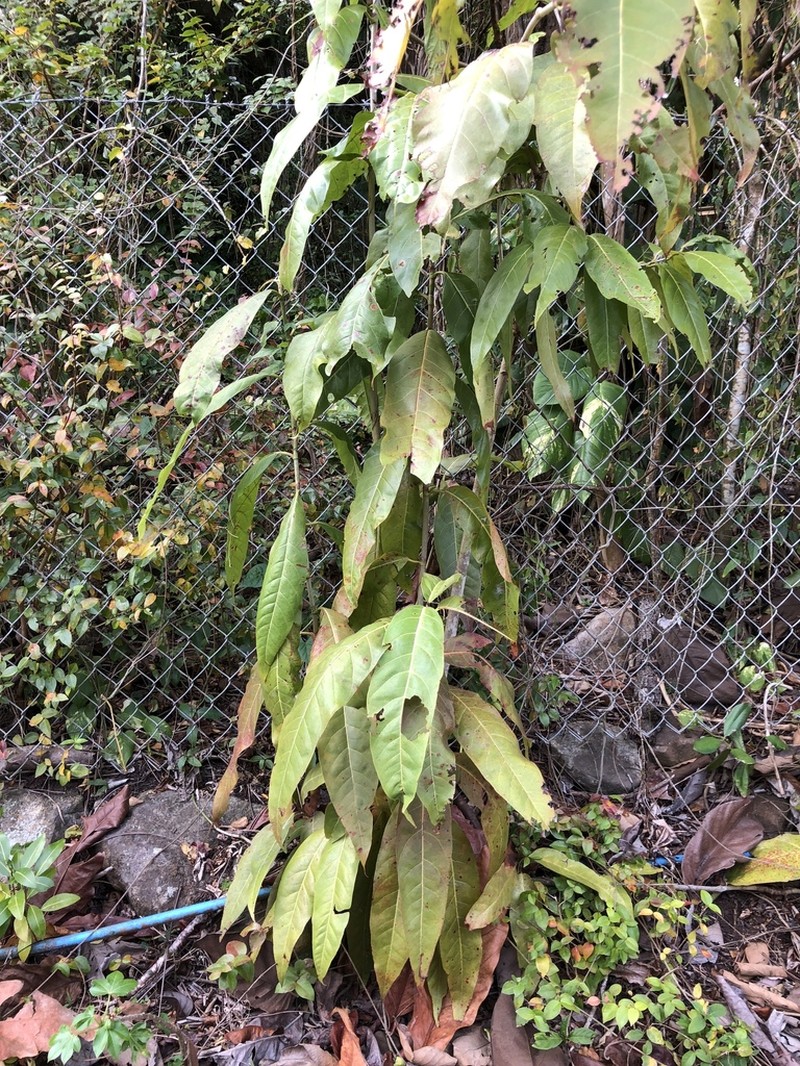 Swartz's Pigeonplum photo 5
