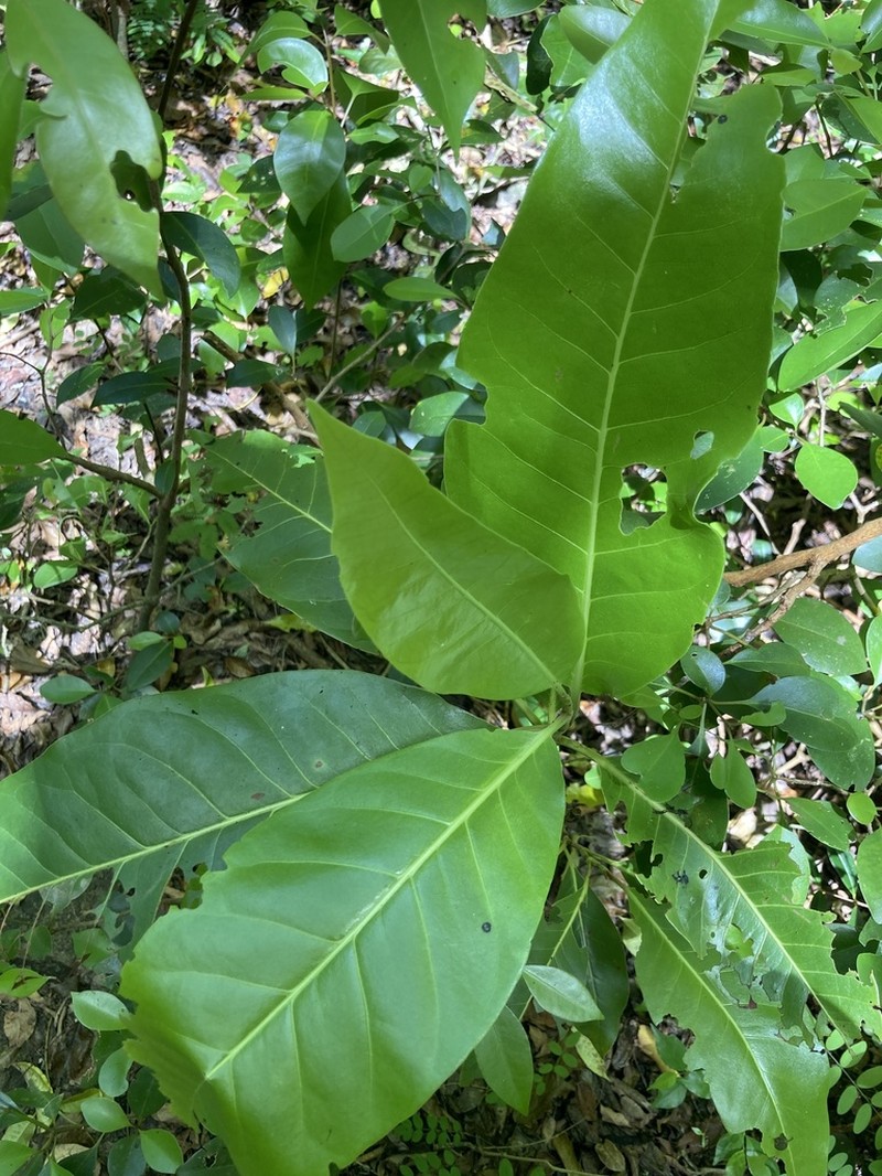 Swartz's Pigeonplum photo 8