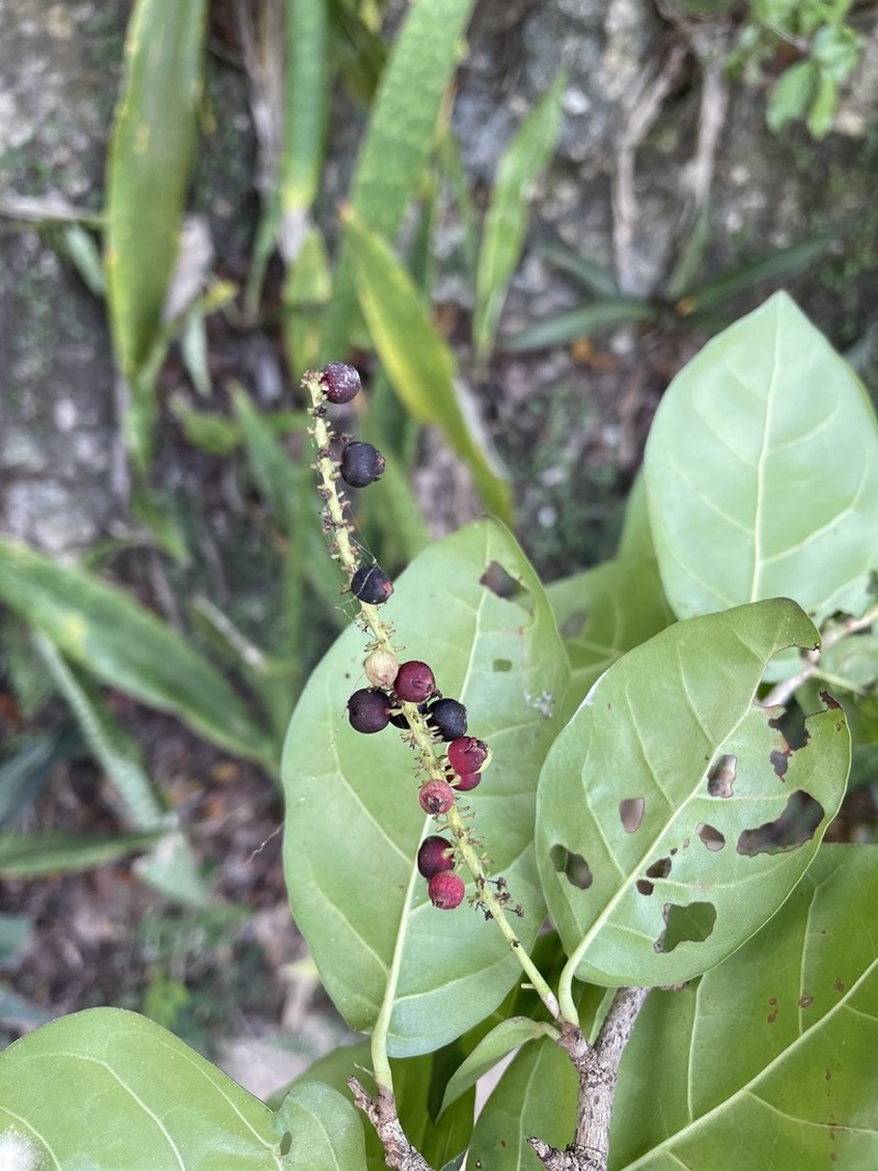 Bahama Pigeonplum