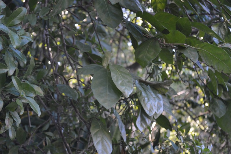 Bahama Pigeonplum photo 5