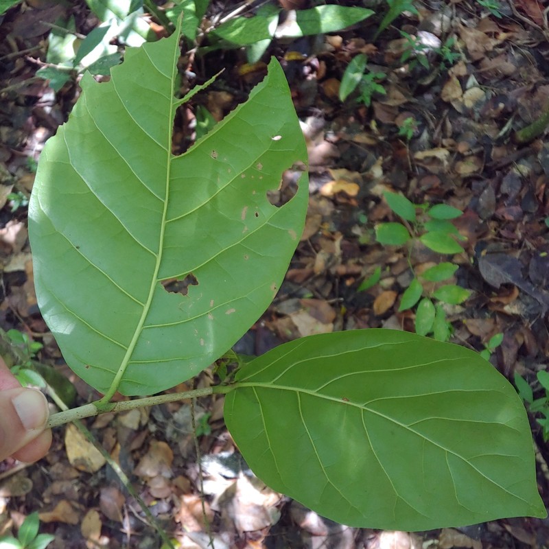 Bahama Pigeonplum photo 6