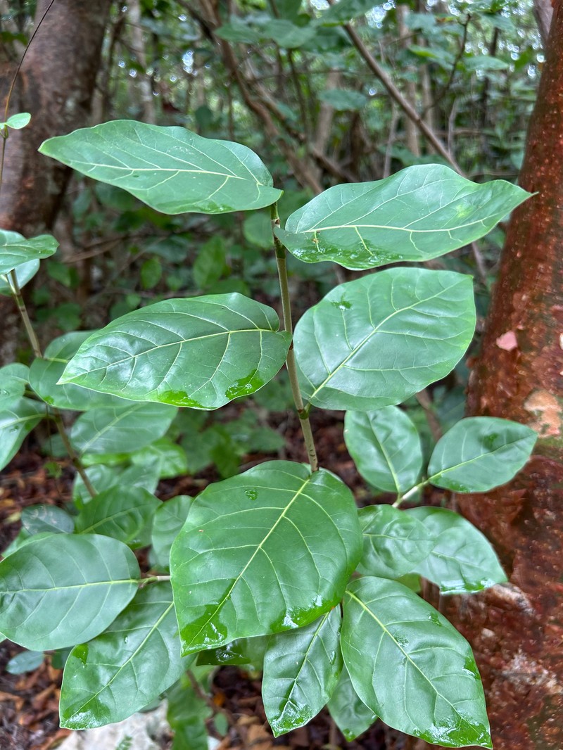 Bahama Pigeonplum photo 7