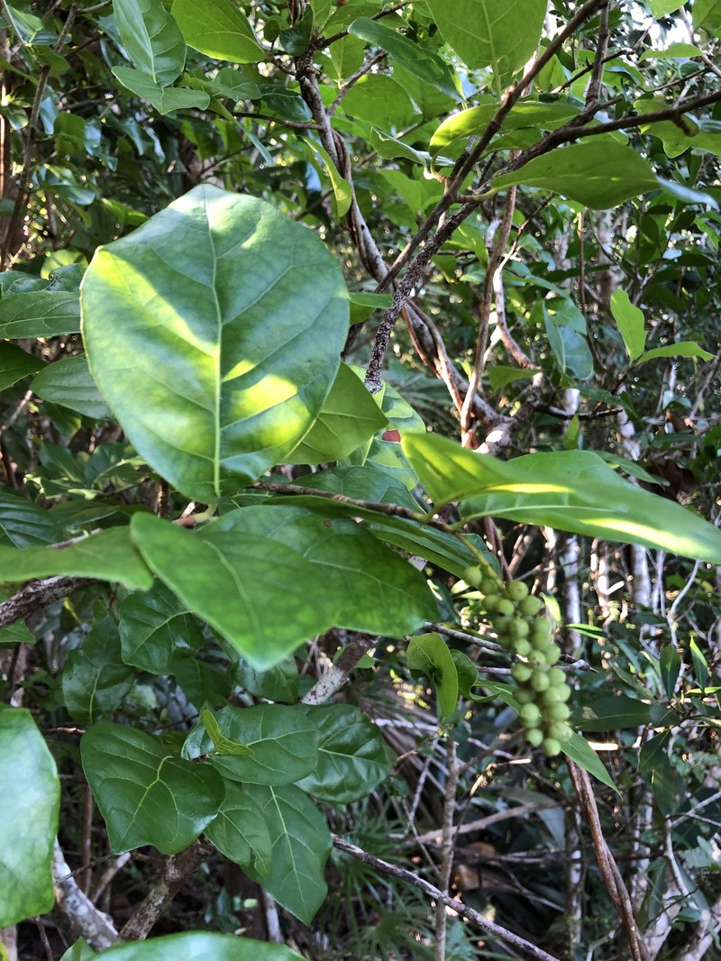 Bahama Pigeonplum photo 8