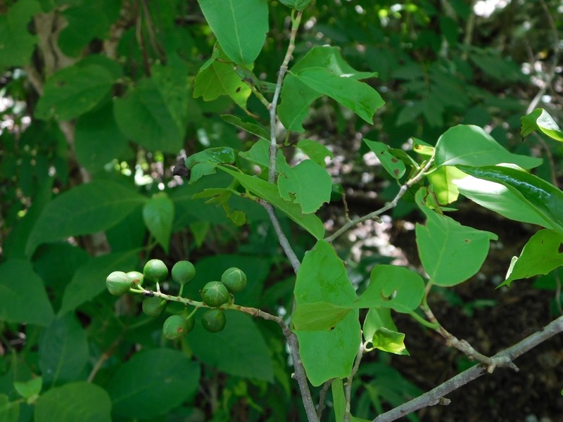 Coccoloba tunii
