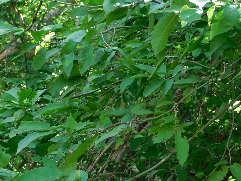 Coccoloba tunii photo 2