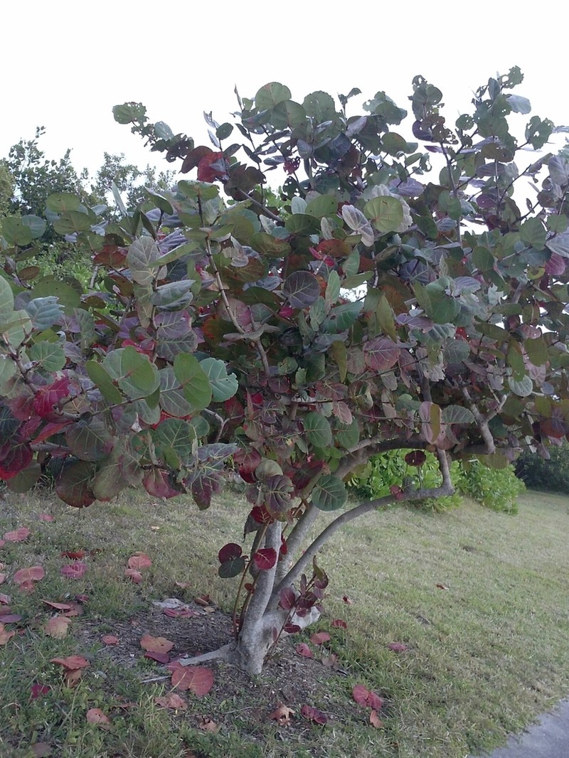 Seagrape photo 2