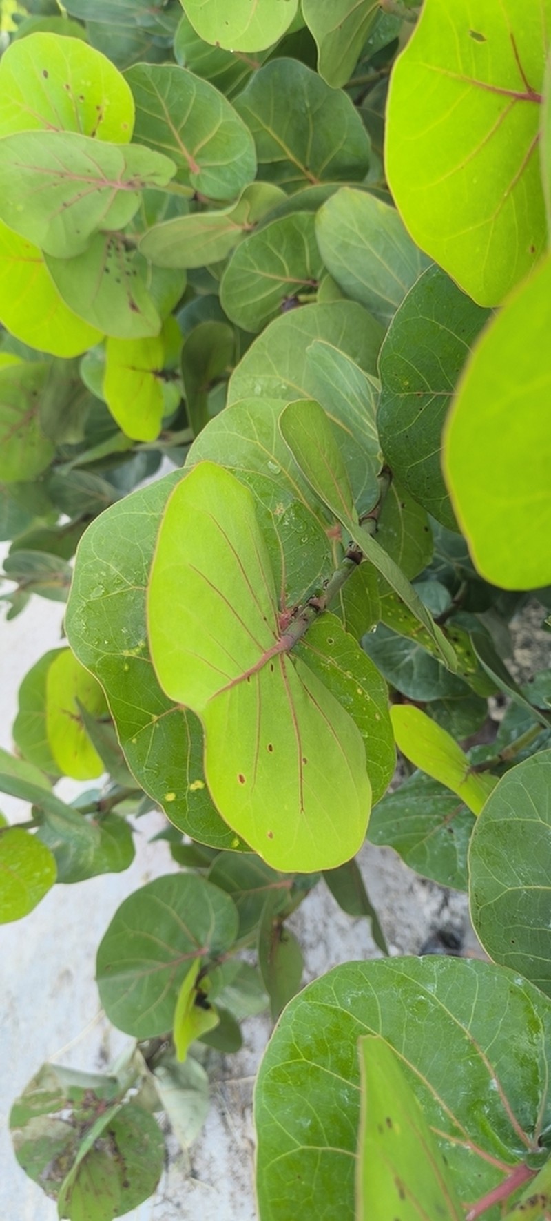 Seagrape photo 6
