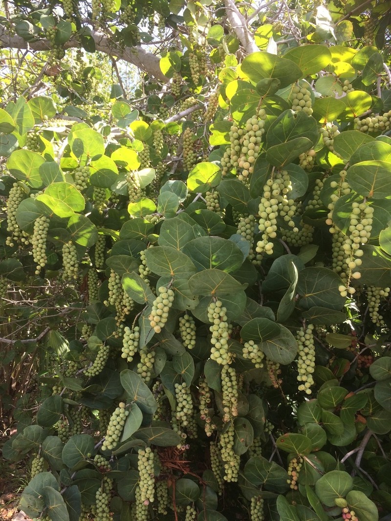 Seagrape photo 7