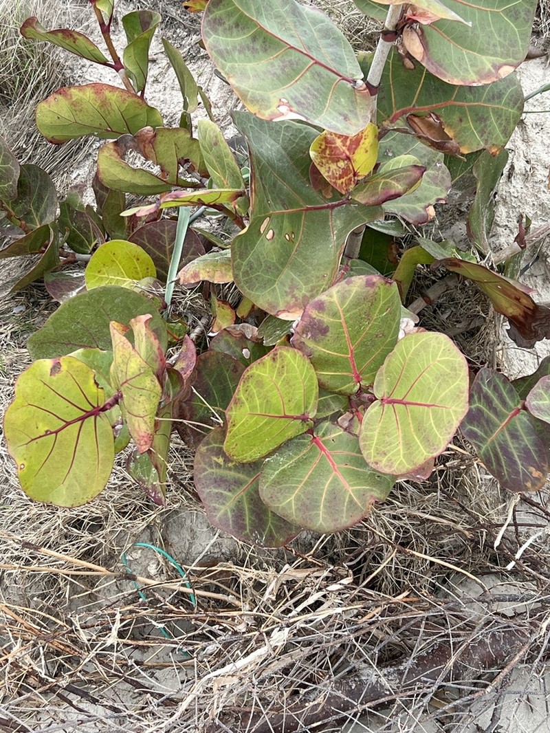 Seagrape photo 8