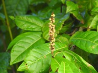 False Chiggergrape