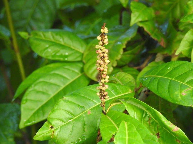 False Chiggergrape