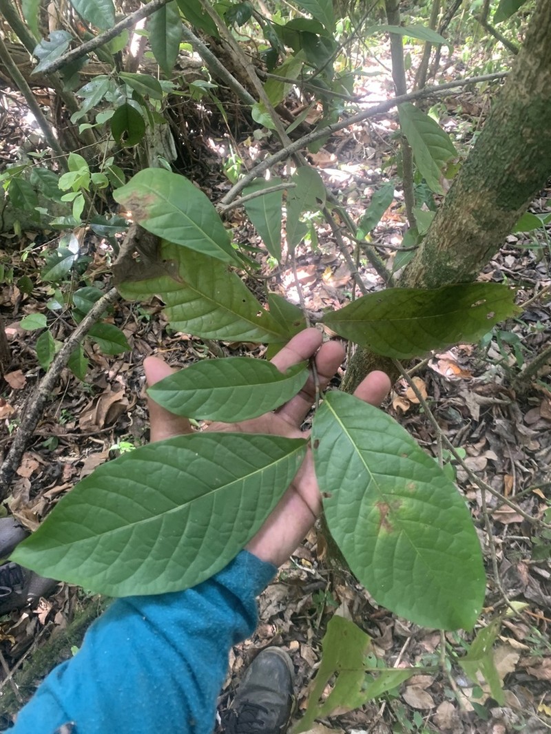 False Chiggergrape photo 3