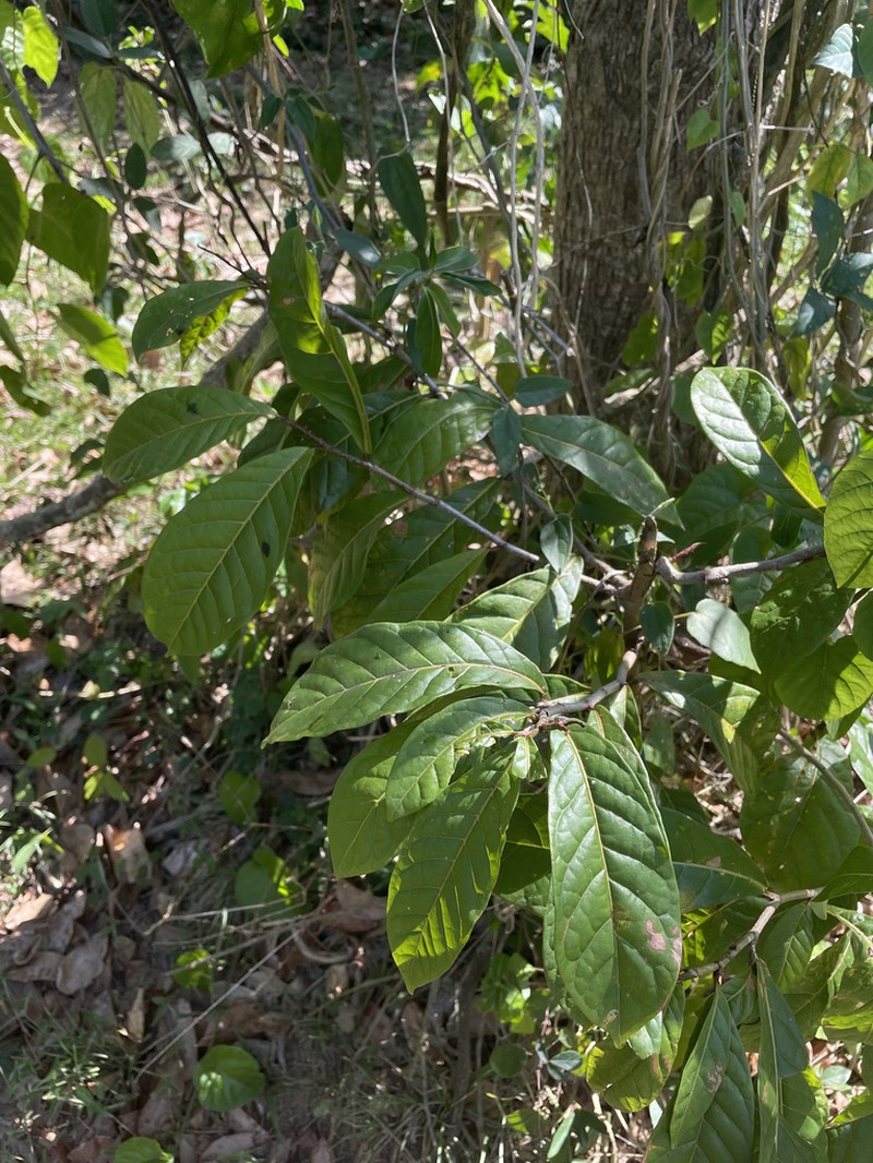 False Chiggergrape photo 4