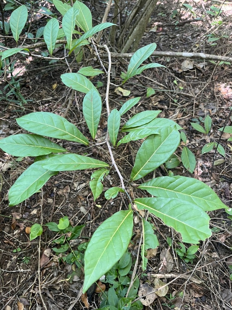 False Chiggergrape photo 6