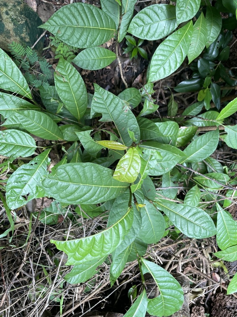 False Chiggergrape photo 8