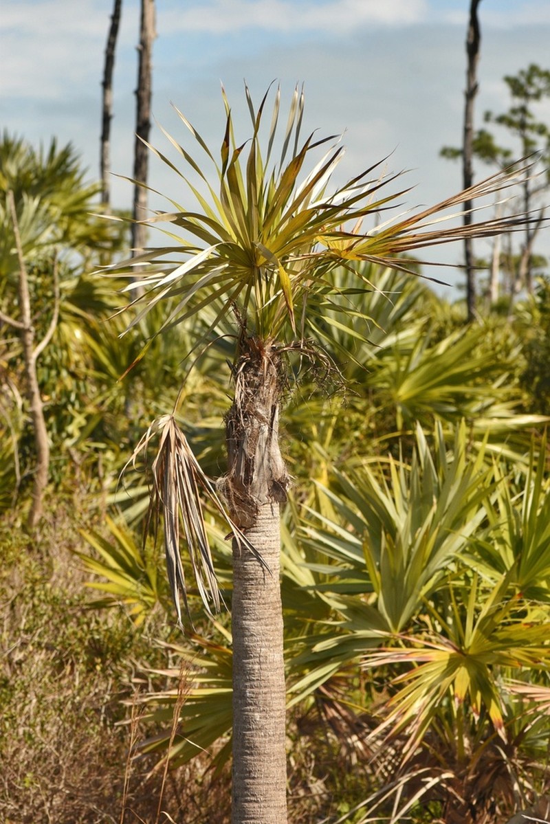Florida Silver Palm