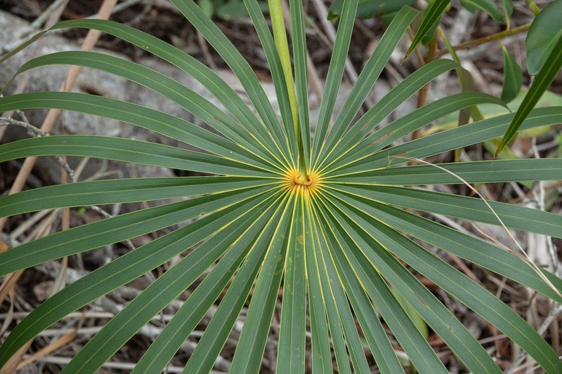 Florida Silver Palm photo 2