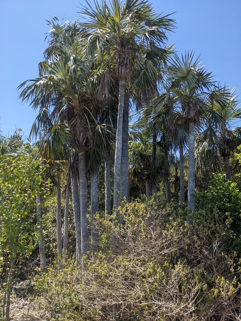 Florida Silver Palm photo 3