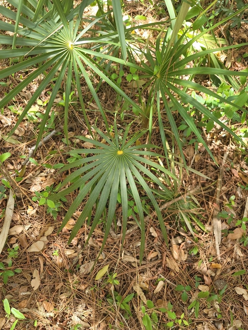 Florida Silver Palm photo 4