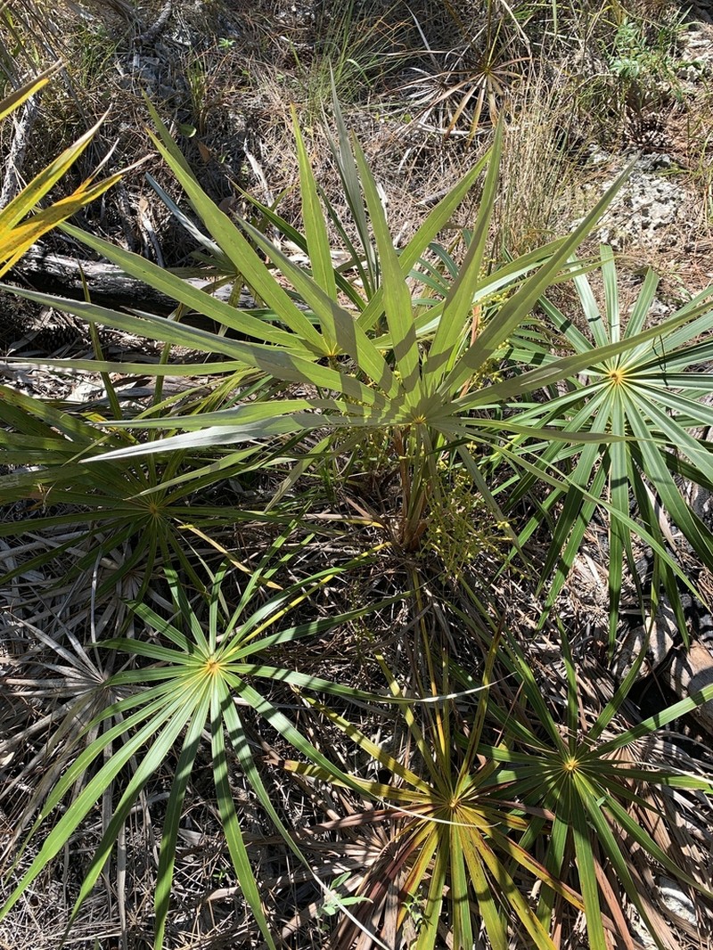 Florida Silver Palm photo 5