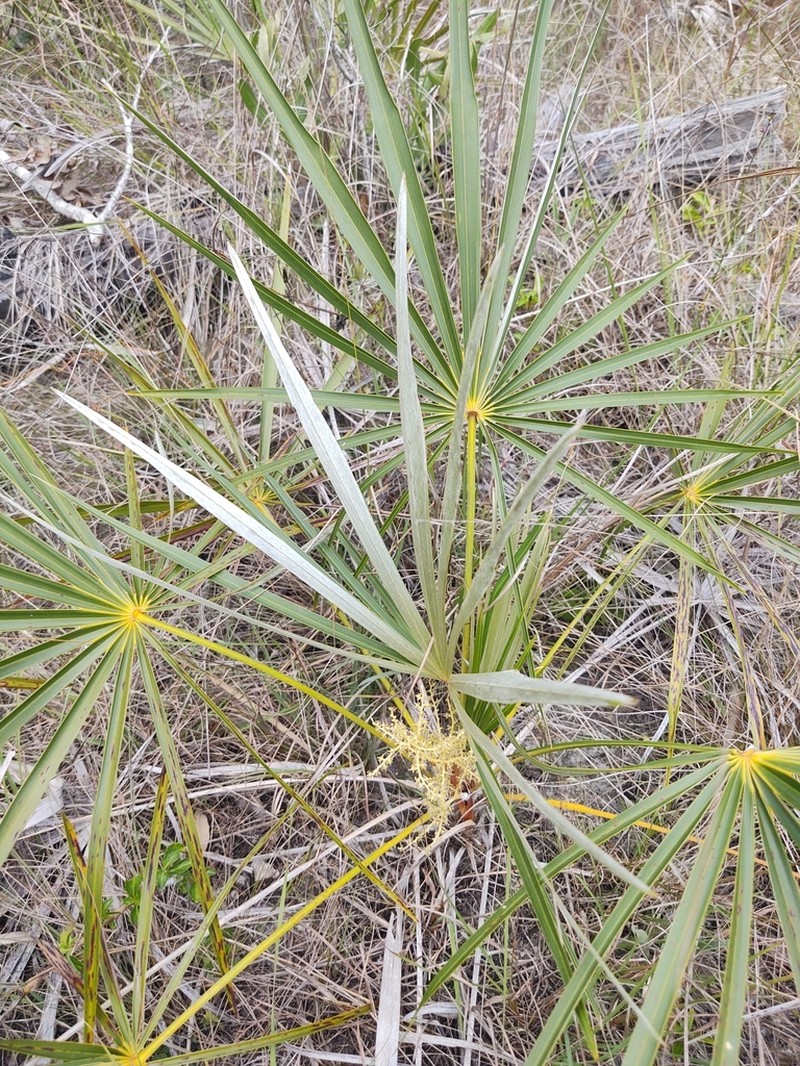 Florida Silver Palm photo 6