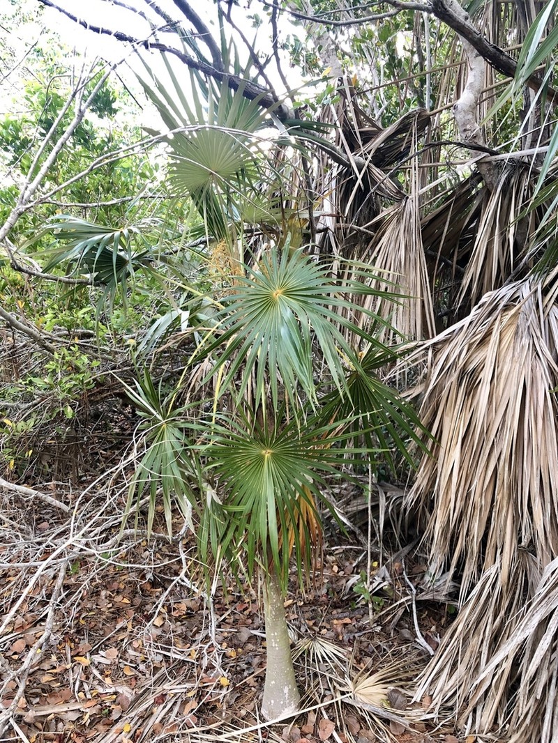 Florida Silver Palm photo 7