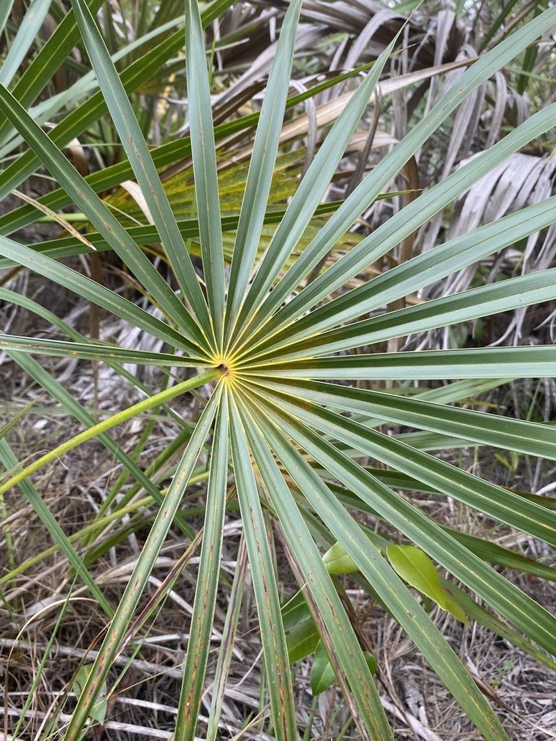 Florida Silver Palm photo 8