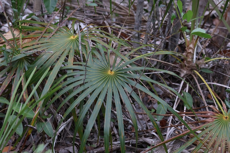 Coccothrinax argentata subsp. argentata