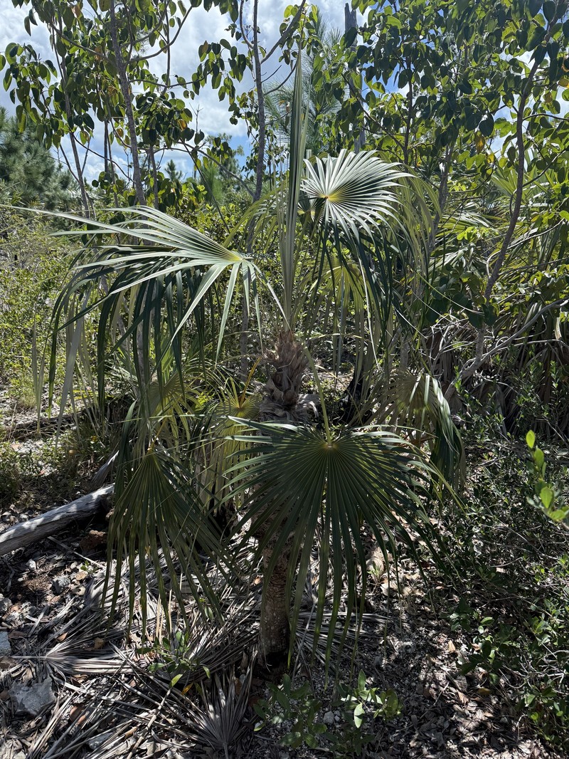 Coccothrinax argentata subsp. argentata photo 2