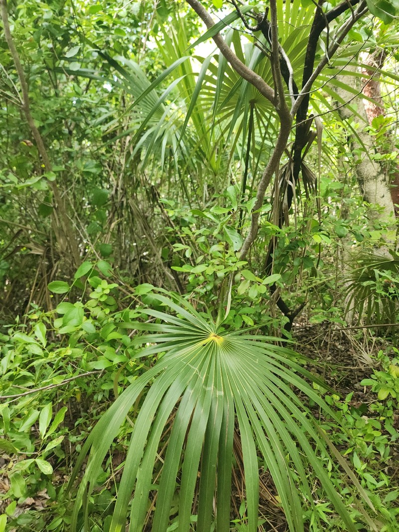 Coccothrinax argentata subsp. argentata photo 3