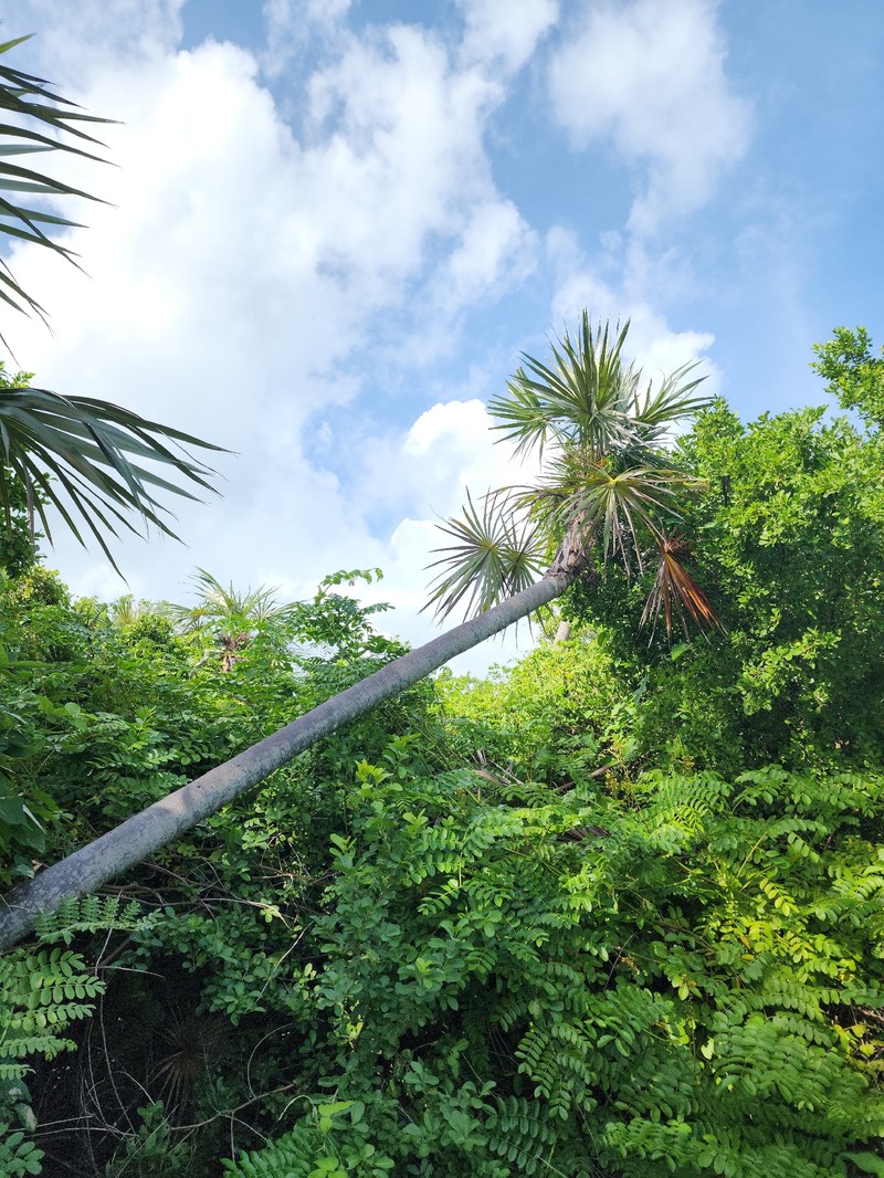 Coccothrinax argentata subsp. argentata photo 4