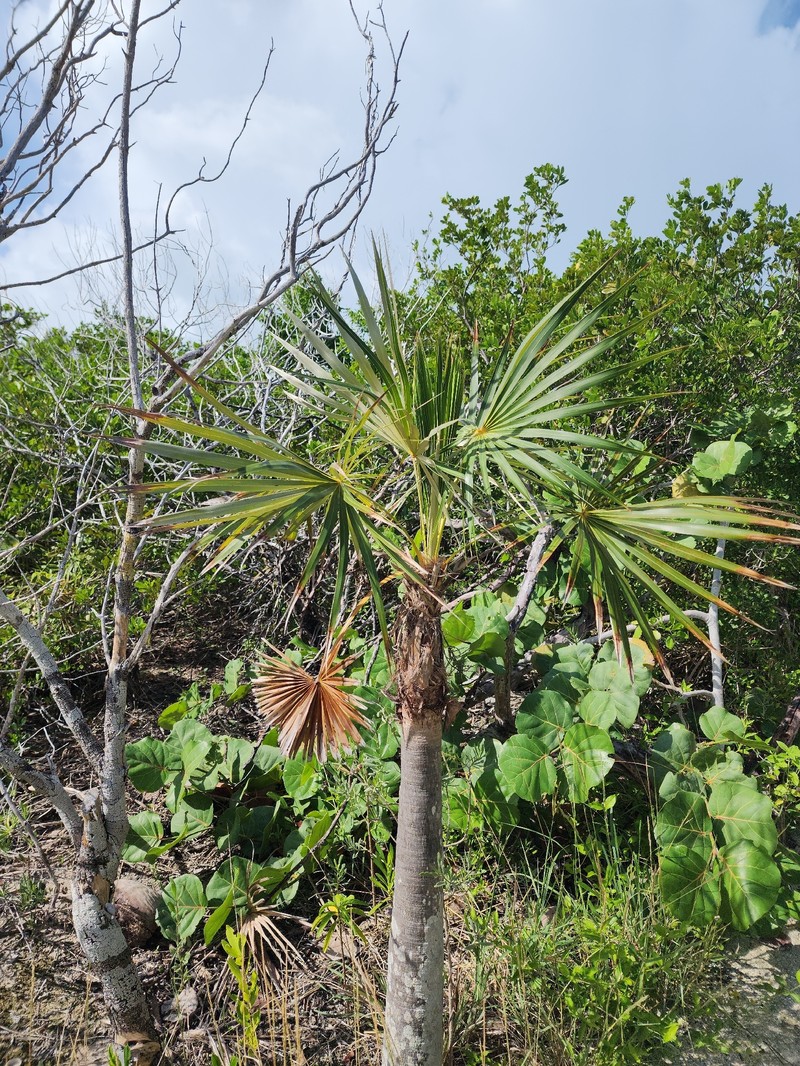 Coccothrinax argentata subsp. argentata photo 5