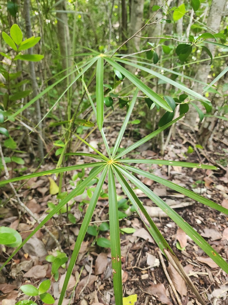 Coccothrinax argentata subsp. argentata photo 6