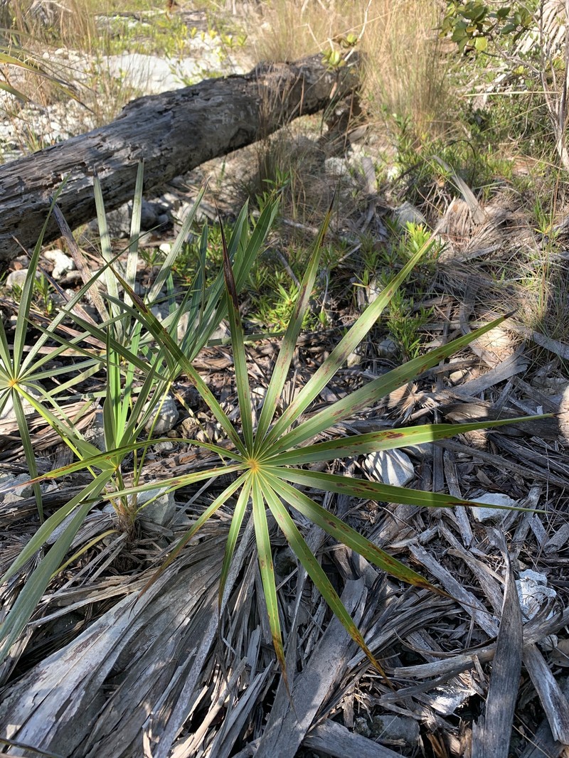 Coccothrinax argentata subsp. argentata photo 7