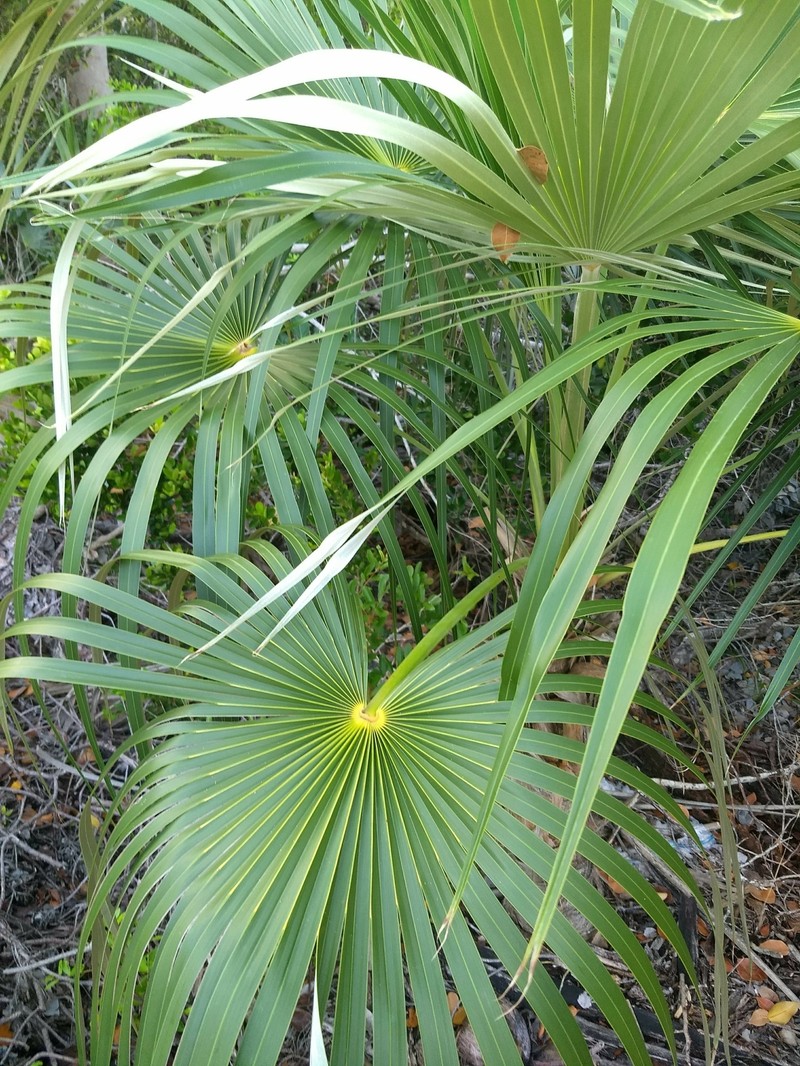 Coccothrinax argentata subsp. argentata photo 8