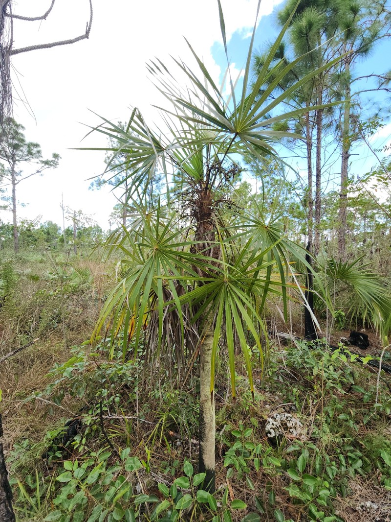 Coccothrinax argentata subsp. garberi