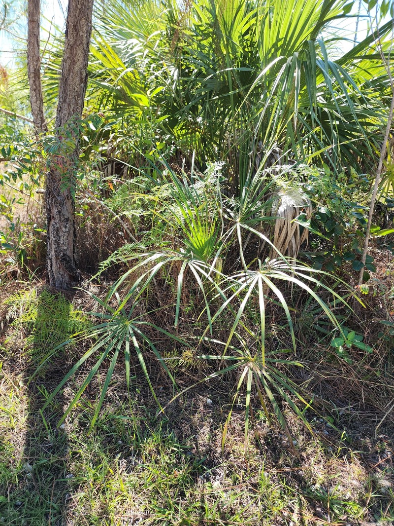 Coccothrinax argentata subsp. garberi photo 2