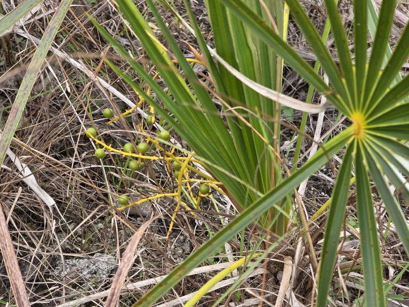 Coccothrinax argentata subsp. garberi photo 3