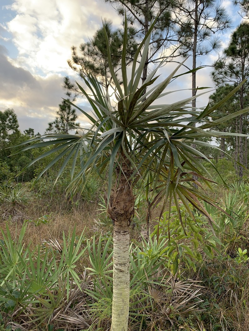 Coccothrinax argentata subsp. garberi photo 4
