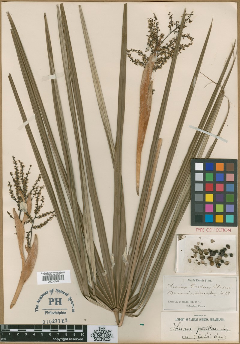 Coccothrinax argentata subsp. garberi photo 5