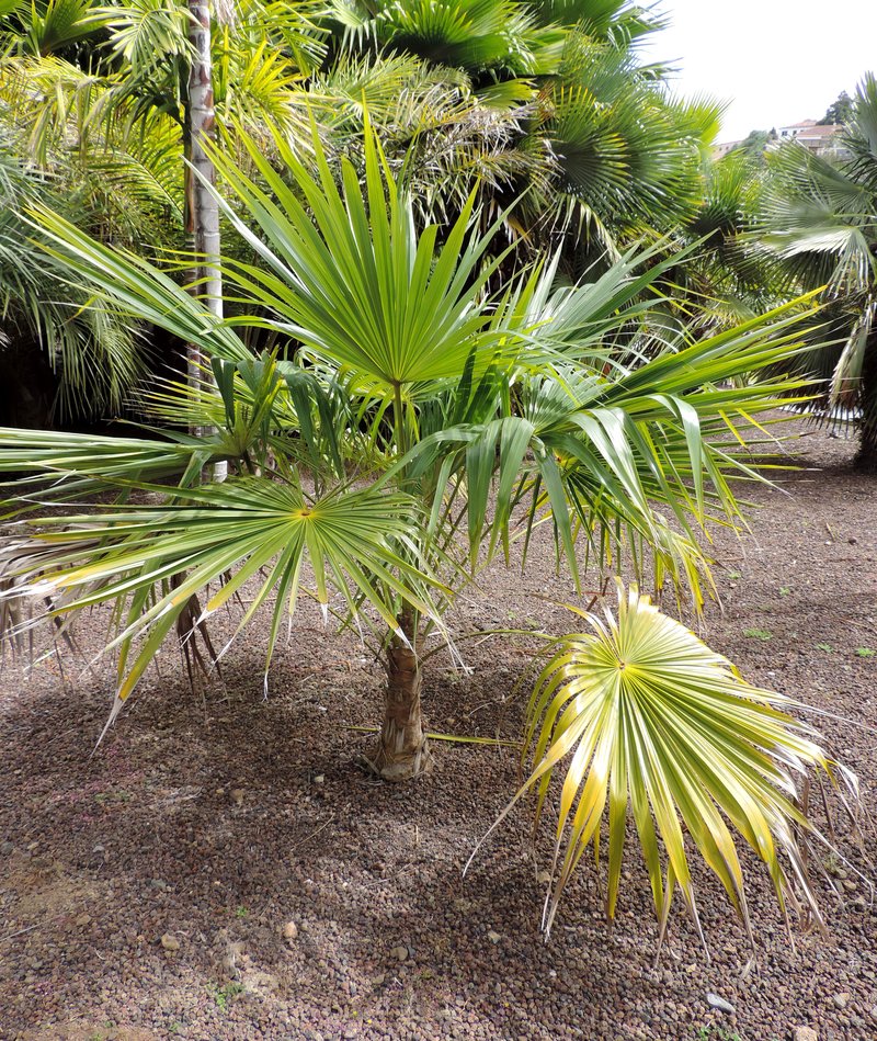 Puerto Rico Silver Palm