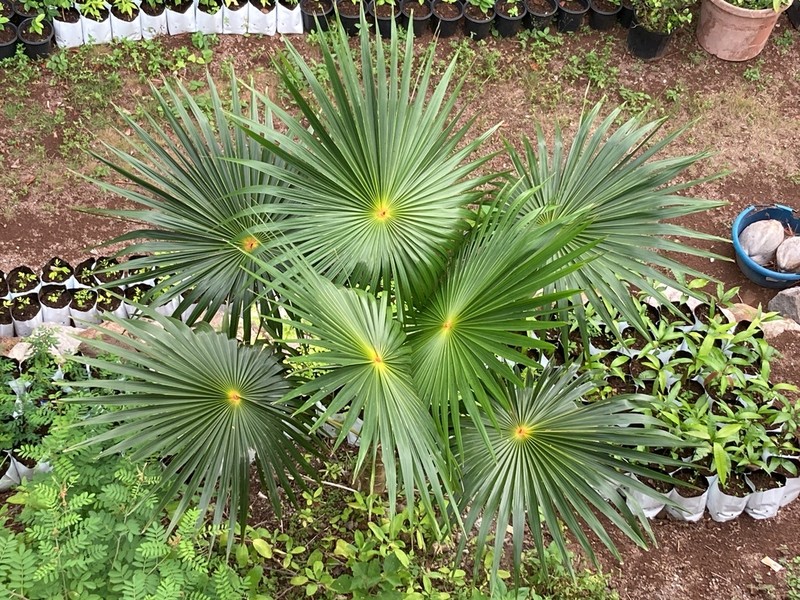 Puerto Rico Silver Palm