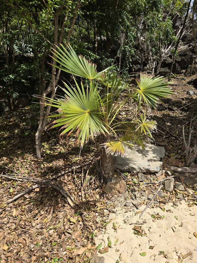 Puerto Rico Silver Palm photo 2