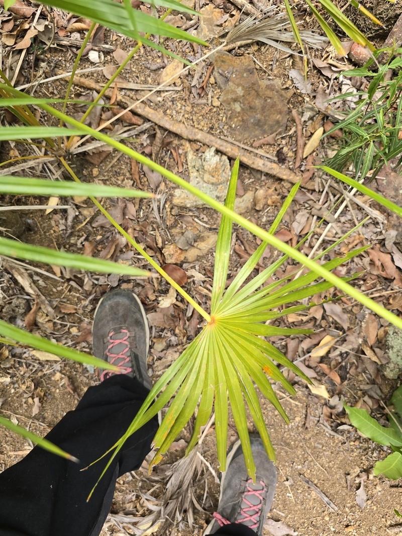 Puerto Rico Silver Palm photo 3