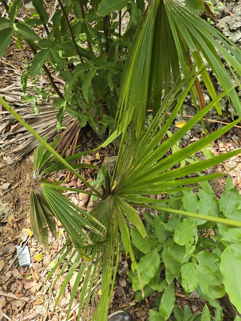 Puerto Rico Silver Palm photo 4