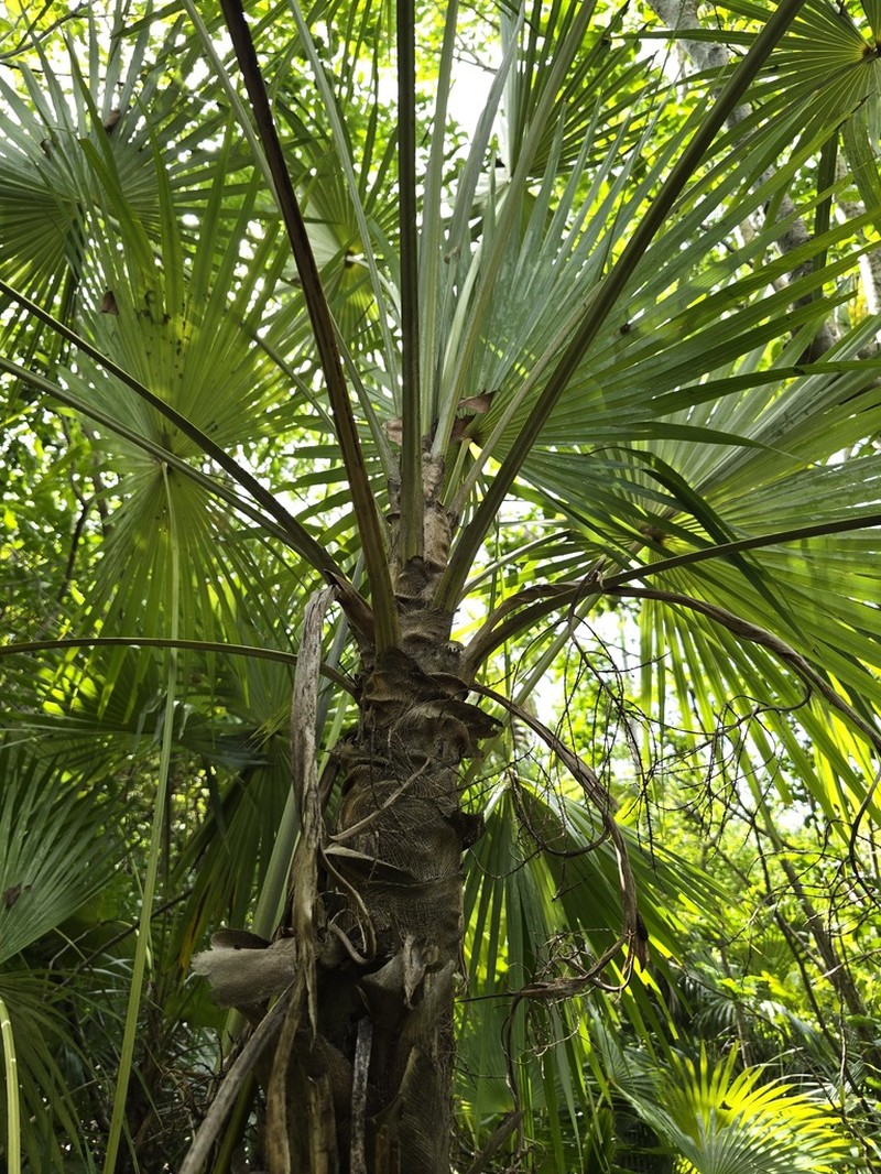 Puerto Rico Silver Palm photo 5