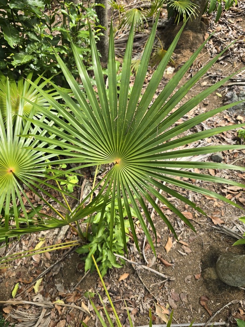 Puerto Rico Silver Palm photo 6