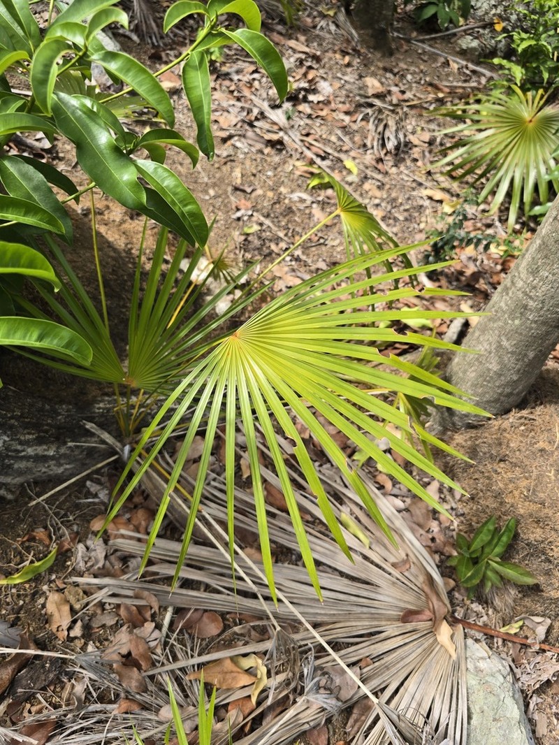 Puerto Rico Silver Palm photo 7