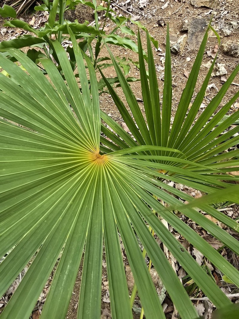 Puerto Rico Silver Palm photo 8